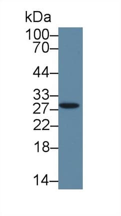 HMGB3 Antibody (APC)