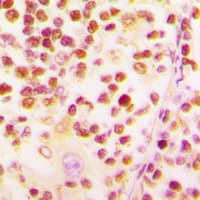 Histone H2B Antibody (N-Terminus)