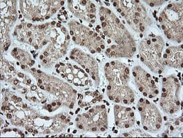 KLK8 / Kallikrein 8 Antibody (clone OTI16G2, Carrier-free)