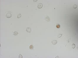 BrdU Antibody (clone 2B12)