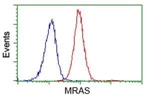 MRAS Antibody (clone OTI3C4)