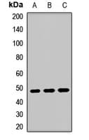 MTERF3 / MTERFD1 Antibody