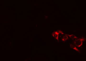 EPS8L1 Antibody