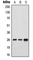 FOLR3 Antibody (N-Terminus)