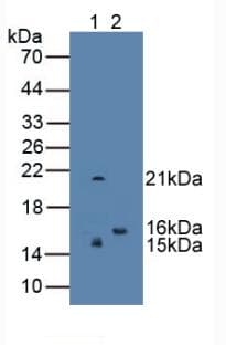 REG3G Antibody