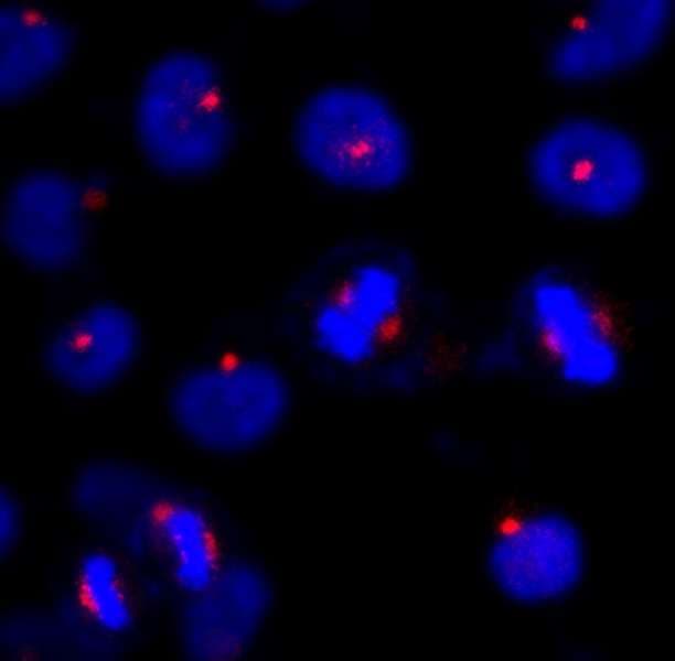 CEP131 / AZI1 Antibody (aa1033-1083)