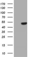 ZNF385B / ZNF533 Antibody (aa149-399, clone OTI1H10)