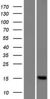 Human FAM136B Protein (Over-Expression Lysate Myc-DDK (Flag))