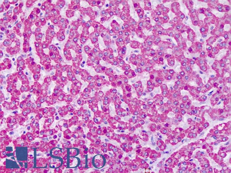 IHC-plus™ GRM7 / MGLUR7 Antibody (N-Terminus)