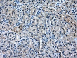 PDE4A / PDE4 Antibody (clone OTI7D11)