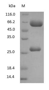 Chicken IgY Protein (Native)