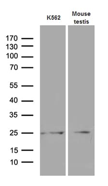 MYL6B Antibody (clone OTI7F10, Carrier-free)