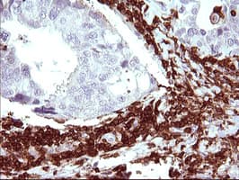 ICAM3 / CD50 Antibody (clone OTI1E7, Carrier-free)