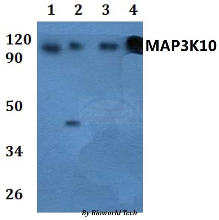 MAP3K10 / MLK2 Antibody