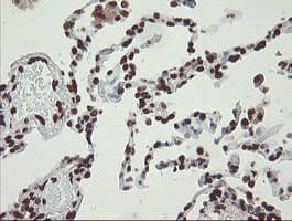 CHN1 Antibody (clone OTI2G6)