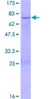 Human SERPINE2 / Nexin Protein (Recombinant GST)