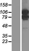 MORC1 Protein (Over-Expression Lysate Myc-DDK (Flag))