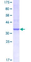Human PRSS21 / Testisin Protein (Recombinant GST, N-terminus)