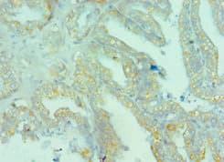 BRD9 Antibody (aa338-597)