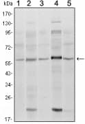 SMAD4 Antibody (clone 4G1C6)