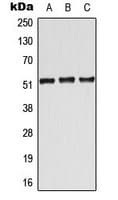 ATF7 Antibody (Internal)