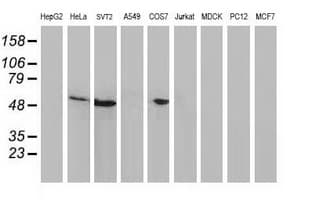 TP53 / p53 Antibody (clone OTI1D11, Carrier-free)