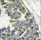 EIF4B Antibody (aa353-382)