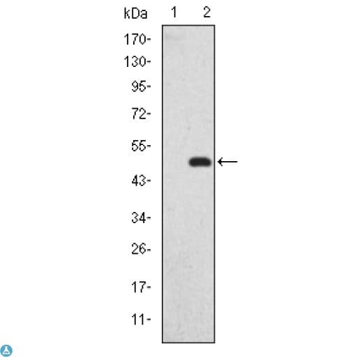Monoclonal Mouse anti-Human DLGAP1 Antibody (IHC, IF, WB)
