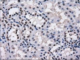 KIAA0153 / TTLL12 Antibody (clone OTI7F11)