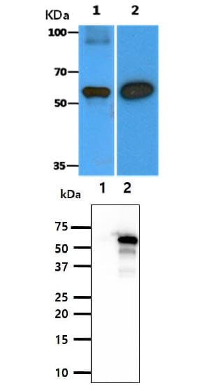 BECN1 / Beclin-1 Antibody (clone AT45E8)