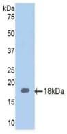 NOS3 / eNOS Antibody (aa756-888)