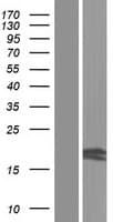 HOGA1 Protein (Over-Expression Lysate Myc-DDK (Flag))