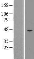 EED Protein (Over-Expression Lysate Myc-DDK (Flag))
