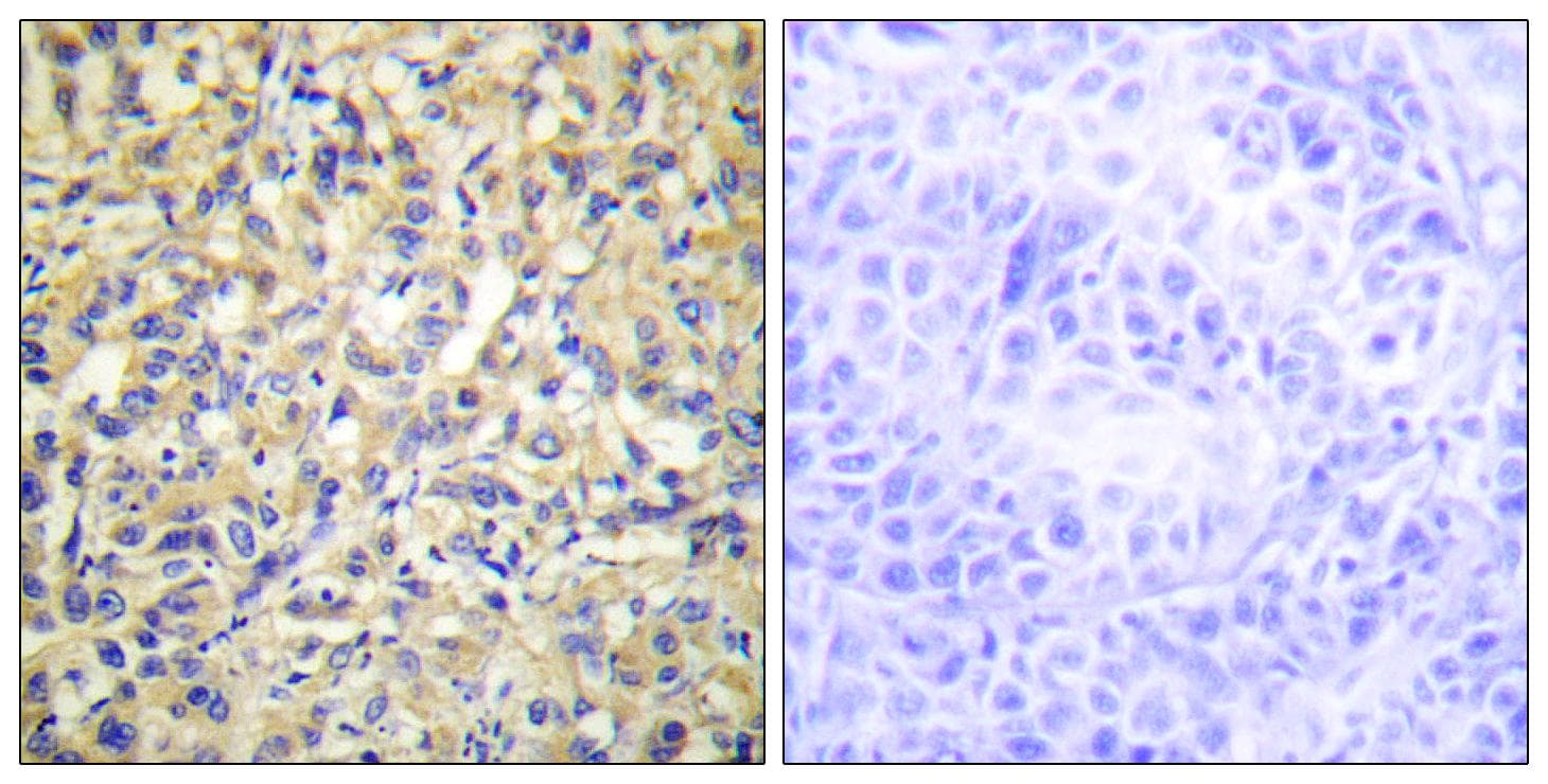DUSP9 Antibody