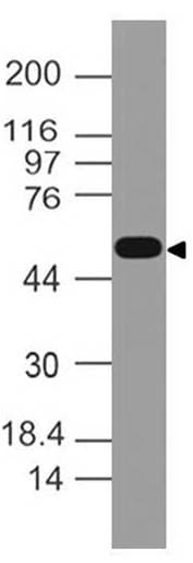 CASP8 / Caspase 8 Antibody