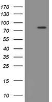 PADI4 / PAD4 Antibody (clone OTI5B7)