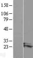 ARL14 Protein (Over-Expression Lysate Myc-DDK (Flag))