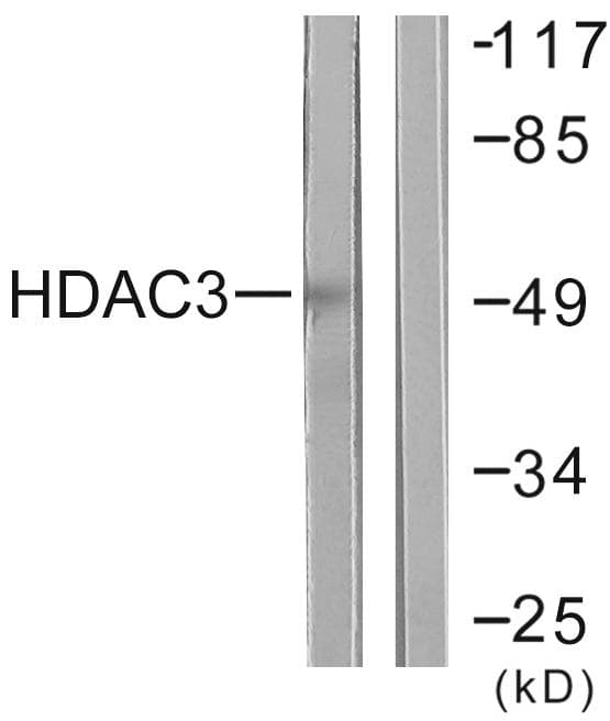 HDAC3 Antibody