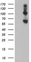 RBM46 Antibody (clone OTI2A5, Carrier-free)