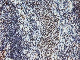 MLF1 Antibody (clone OTI3A3)