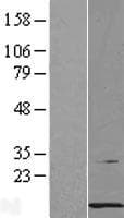 PCBD1 / PHS Protein (Over-Expression Lysate Myc-DDK (Flag))