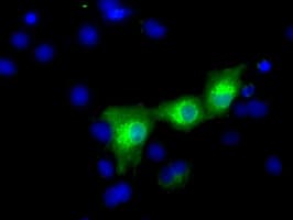 HID1 / C17orf28 Antibody (clone OTI2F4, Carrier-free)