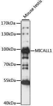 Polyclonal Rabbit anti-Human MICALL1 / MICAL-L1 Antibody (WB)