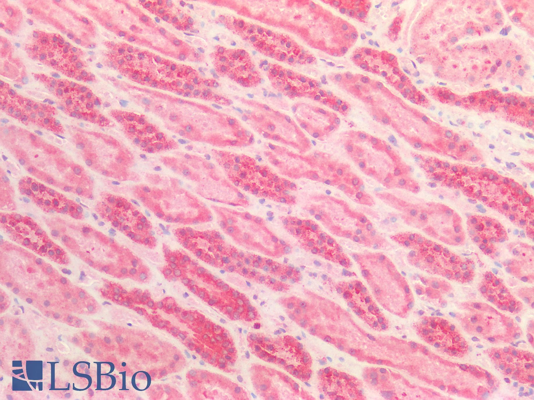 IHC-plus™ ZFP91 Antibody