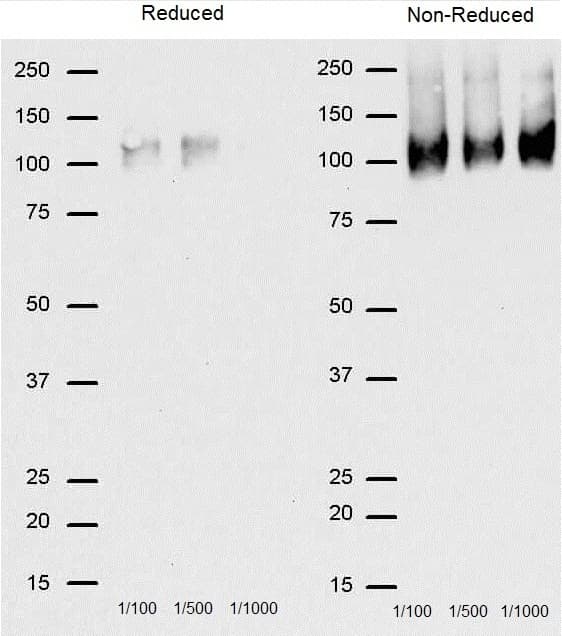 CD68 Antibody (clone FA-11)