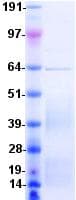 Human CD28 Protein (Recombinant DDK (Flag)-His, C-terminus)