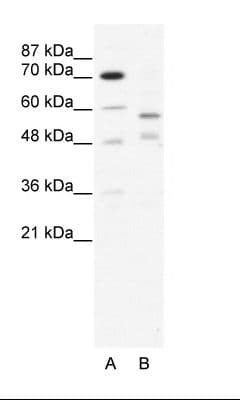 TRIM23 Antibody (C-Terminus)