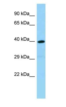 Olfr1386 Antibody (C-Terminus)