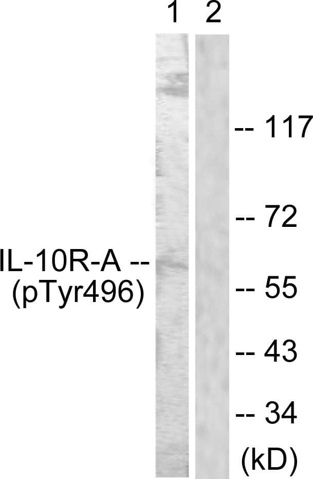 IL10RA Antibody (phospho-Tyr496)