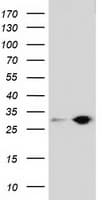 SPR Antibody (clone OTI3A9, Carrier-free)